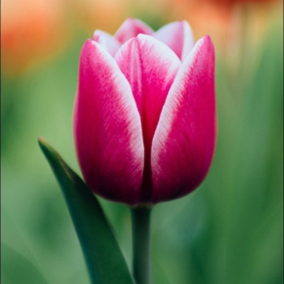 Meet your Posher, Anayeli - Picture 1 of 1